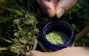 I will promote your CBD product, marijuana, cannabis, to real active targeted audience
