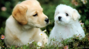 I will promote and market your pet product, animal website, boost sales