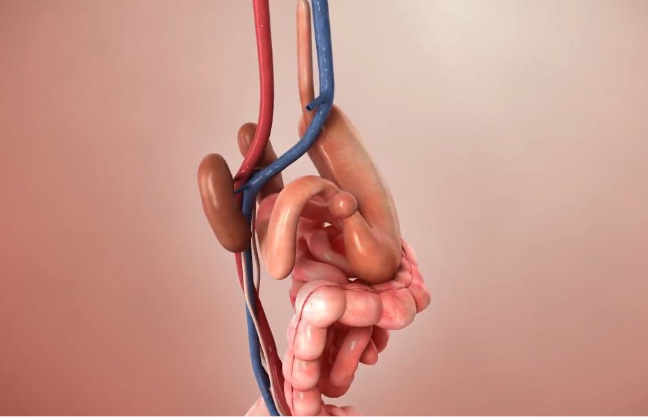 I will create high quality 3d medical animation, medical devices, surgery with full HD